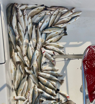 Fishing Frenzy in South Louisiana 